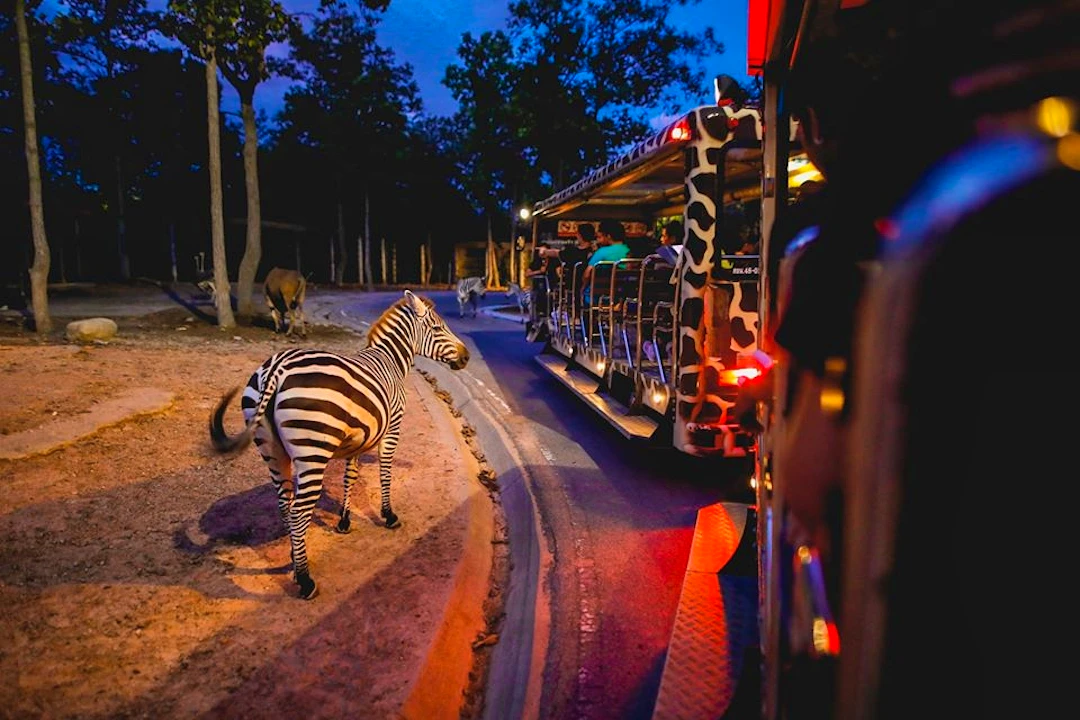 Chiang Mai Night Safari Park Ticket Discount